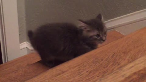 Gatitos juegan adorablemente en la escalera