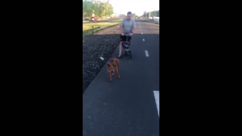 Puppy Pulls Man on Knee Scooter