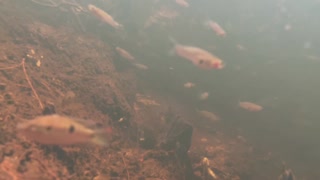 African jewel fish in creek