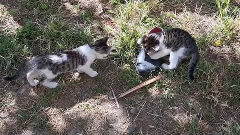 Beautiful little kittens are playing. These kittens play Funny