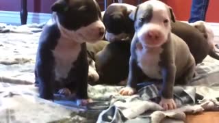 Cute Pit Bull Puppies | Funniest & Cutest Puppies #69 - Funny Puppy Videos 2020