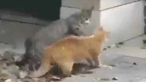 Cat fighting