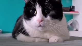 Playful kitty with beautiful eyes