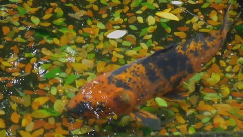 Marine fish are floating in the water