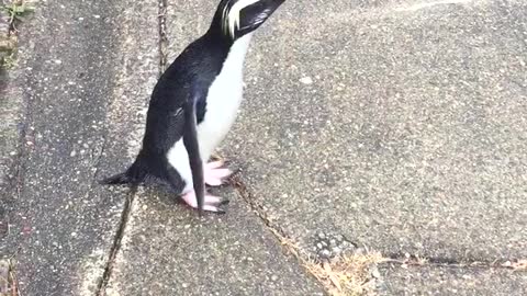 Friendly Penguin Hops Across The Street To Greet Passengers