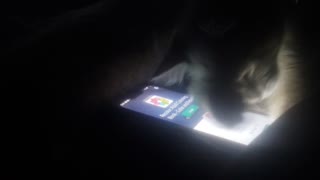 Kitten loves the phone