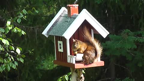 a squirrel in a house