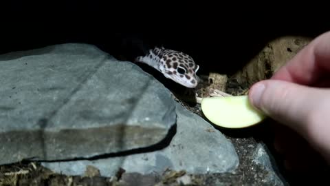 leopard gecko apple