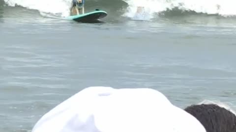 Surfing Dogs Collide Onto One Surfboard