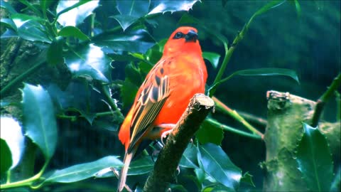 Amazing A male Red Fody sitting on a leafy branch.