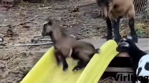 Accidental Slide Surprises Goat Kid || ViralHog