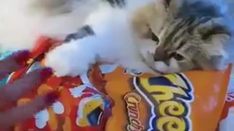 #The_Loveliest_Animals funny cats video , cute cats video, cute and funny animals, #catsvideo