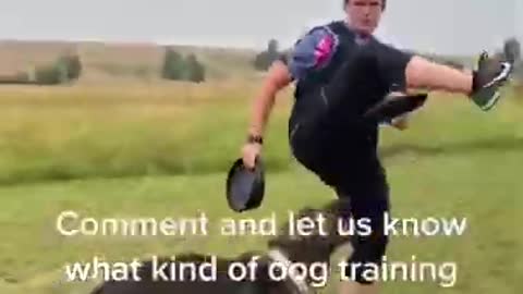 Perfect Dog Training | Best dog training in the world