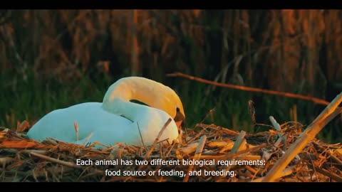 Fascinating Behavior of Swans