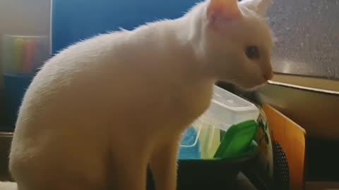 Cat Sings Along to Song