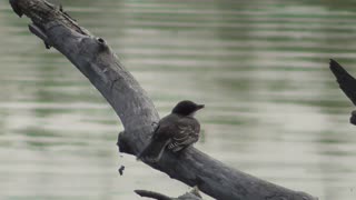 266 Toussaint Wildlife - Oak Harbor Ohio - Chimney Swifts Waiting