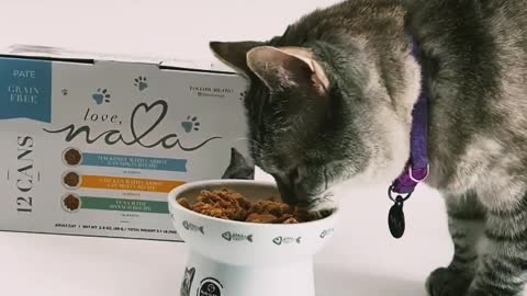 Cute cat video with food video satisfying world best