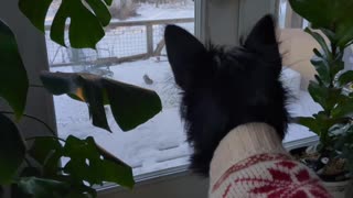 Wicket The Yorkie Watches Squirrels and Birds in Snow