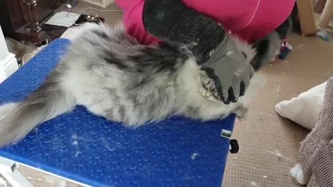 Siberian cat being groomed 2022