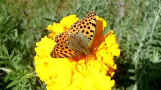 Beautiful butterfly, The Queen of Spain