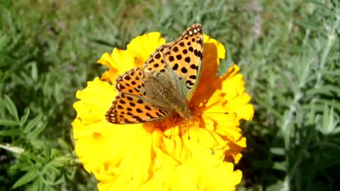 Beautiful butterfly, The Queen of Spain