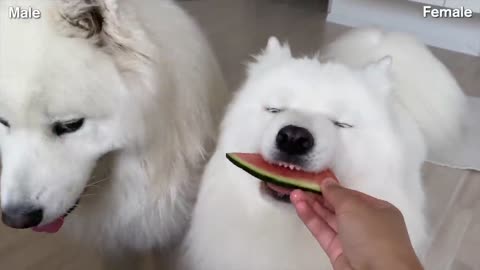 Funny Differences Between Female And Male Samoyeds