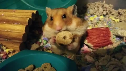 Hamster! It's dinner time!