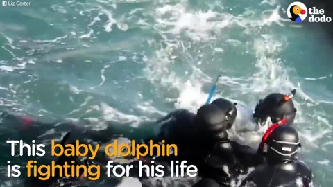 Baby Dolphin Is Taken From His Mom So He Can Live In A Tank