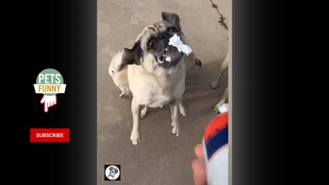 Pug Dog Funny Moments - Cute Dog Videos | Pets Funny