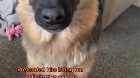 He said ‘ah she got me’ 😆 #dogsoftiktok #tiktok #funny #dog #ViralVideo