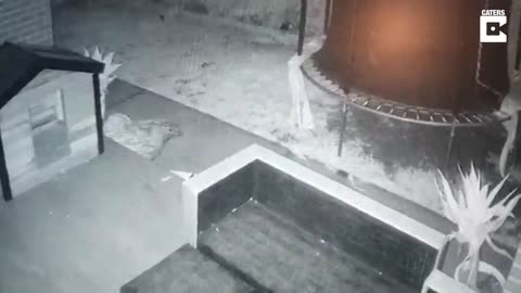 Dog Plays With Ghost! CAUGHT ON CCTV (Spooky Ghost Dog Captured).