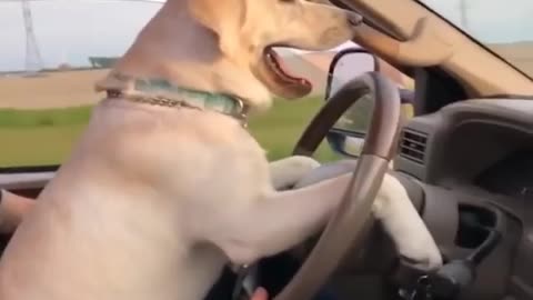 Funny Dogs moments. See they are so cute