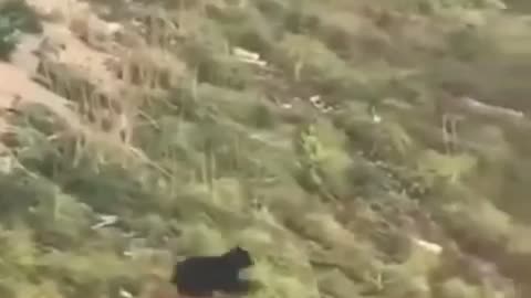 Bear chases a mountain biker in Montana