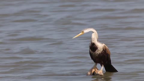 Relax & Enjoy God's Splendid Creation Of Marvelous & Outstanding Birds