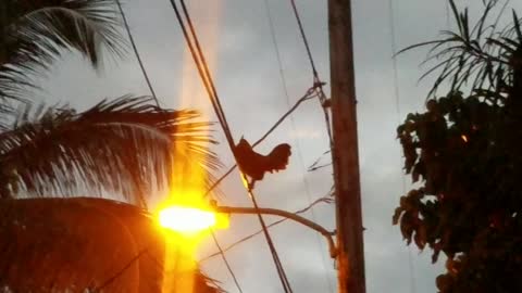 Bird on a wire