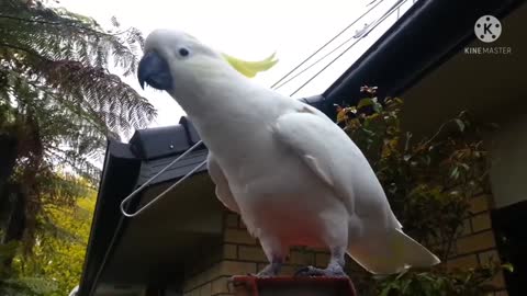 Cockatoo new fanny video