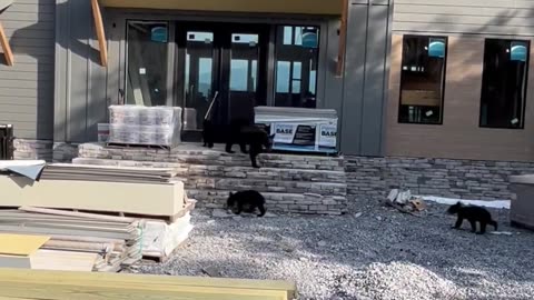 Bear Family Investigates New Building || Viral Verse