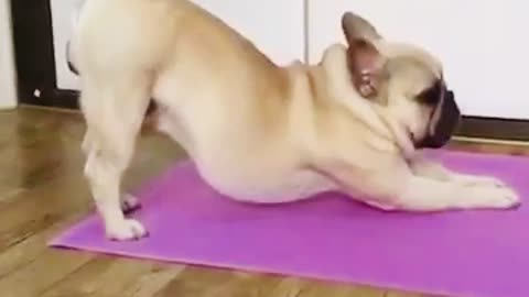 Funny French Bull Dog Doing Yoga🤣😊!!!