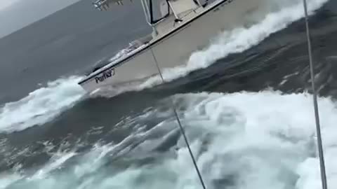 Video shows the moment a whale breaches onto a boat in Portsmouth Harbor in New Hampshire