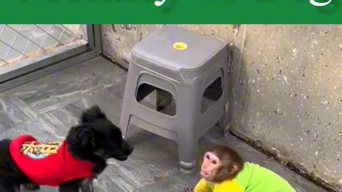 WWW monkey and Dog fight