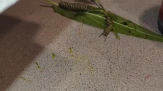 Monarch Butterfly Caterpillar's, eggs and Chrysalis's 2023