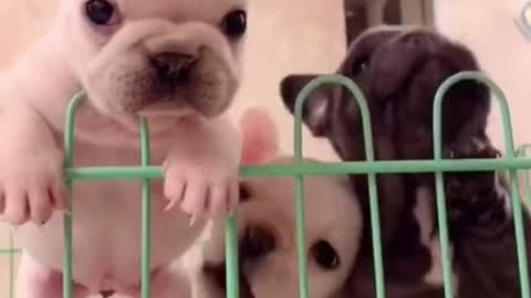 Cute French Bulldog Puppies Just Want to Escape