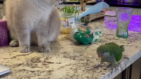 Bossy Bird Isn't Scared of Olaf the Cat