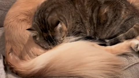 "Tail Tales: When Cats & Dogs Forge Friendships"