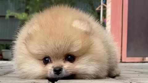 Cute dog🥰🥰