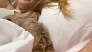 Tired Meerkat