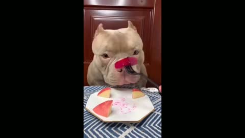 Dog eating beetroot and apple