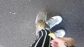Squirrel Snags a Snack
