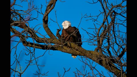 Bald Eagles, Huron, OH, 02.17.2020 - 02.22.2020