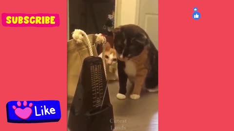 FUNNY ANIMALS VIDEOS